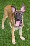 adoptable Dog in miami, FL named Baby Scarlett