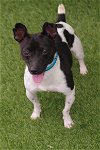 adoptable Dog in miami, FL named Wasabi
