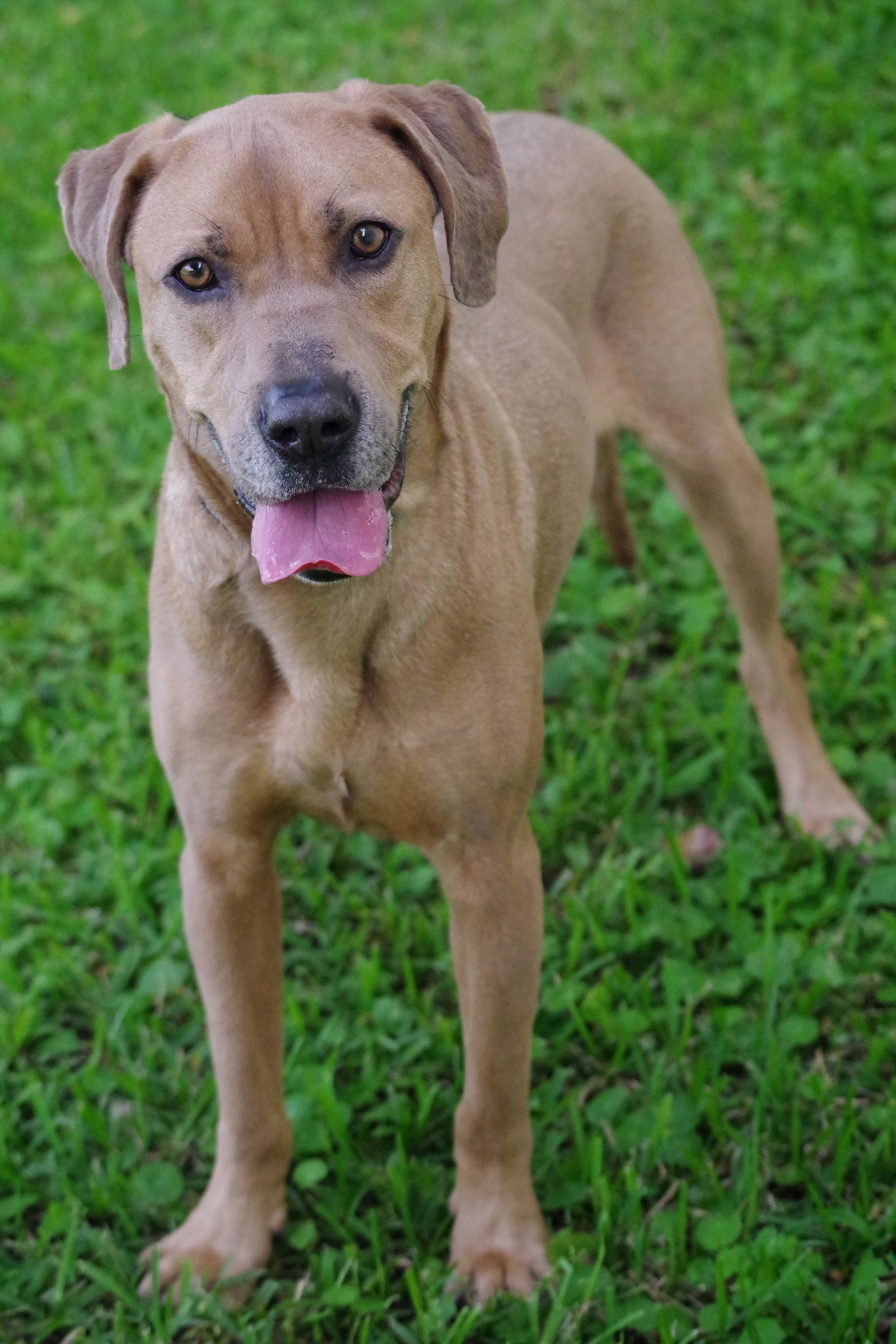 dog-for-adoption-hudson-a-labrador-retriever-in-palm-springs-north