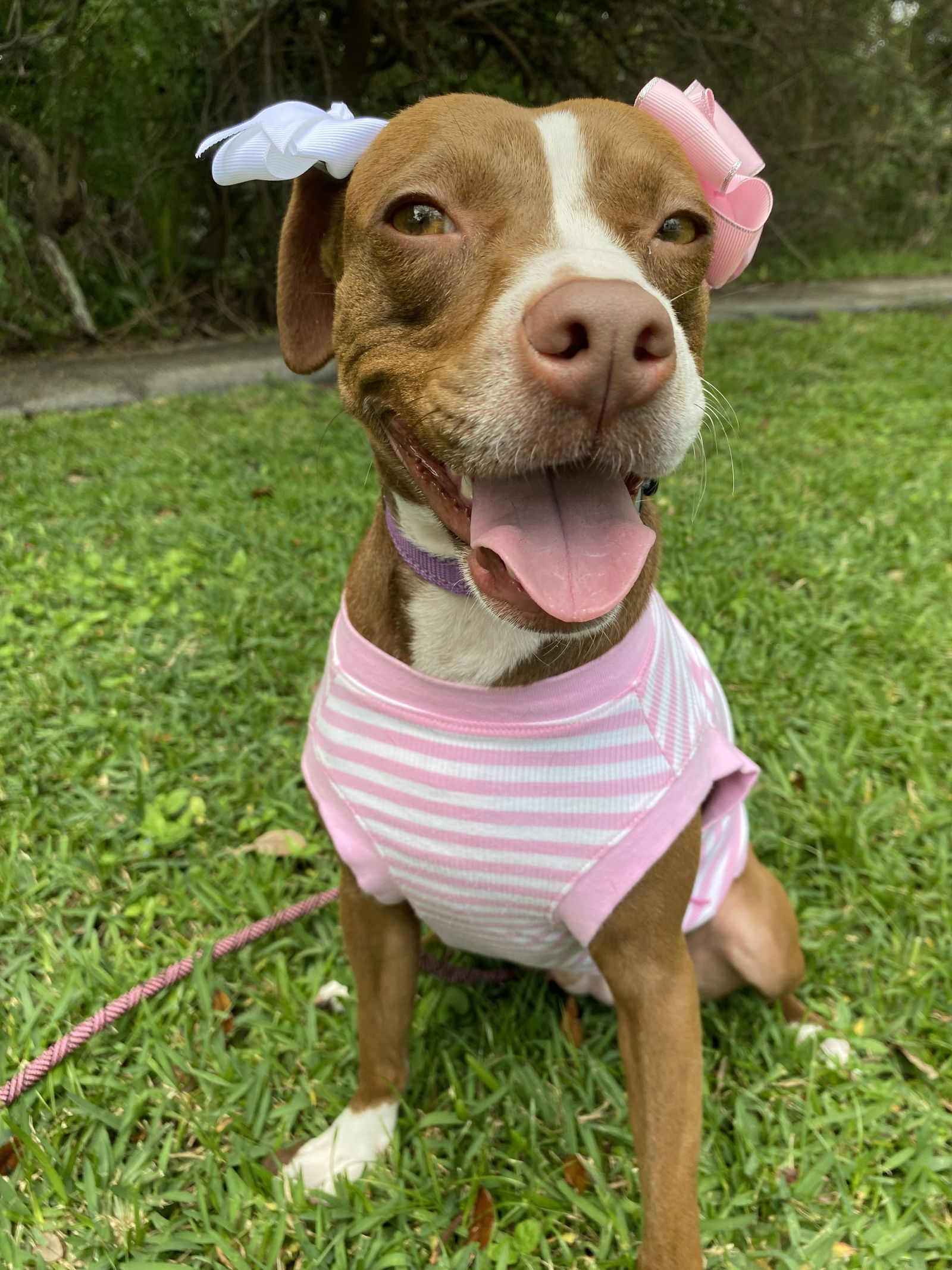 adoptable Dog in Miami, FL named COURTESY POST: Roxy