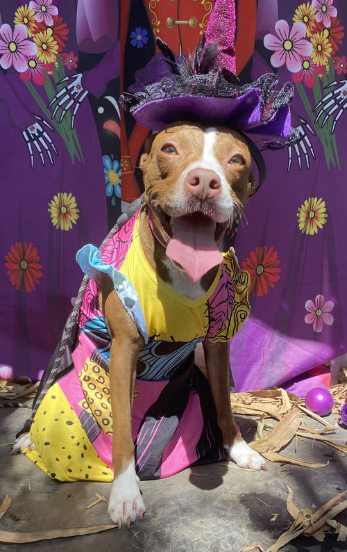 picture of the dog needing adoption