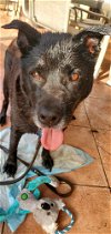 adoptable Dog in miami, FL named Z COURTESY POST Max