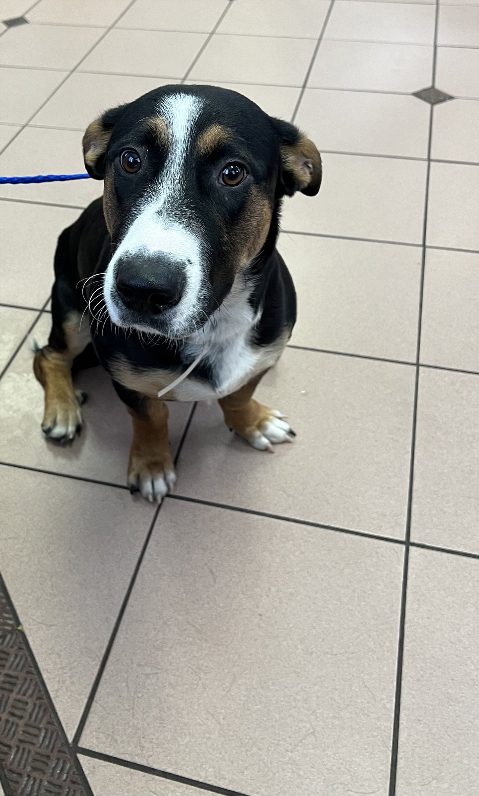 adoptable Dog in Miami, FL named Z COURTESY POST Benjamin