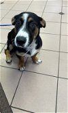 adoptable Dog in  named Z COURTESY POST Benjamin