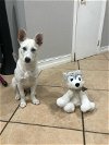 adoptable Dog in miami, FL named Z COURTESY POST Alaska