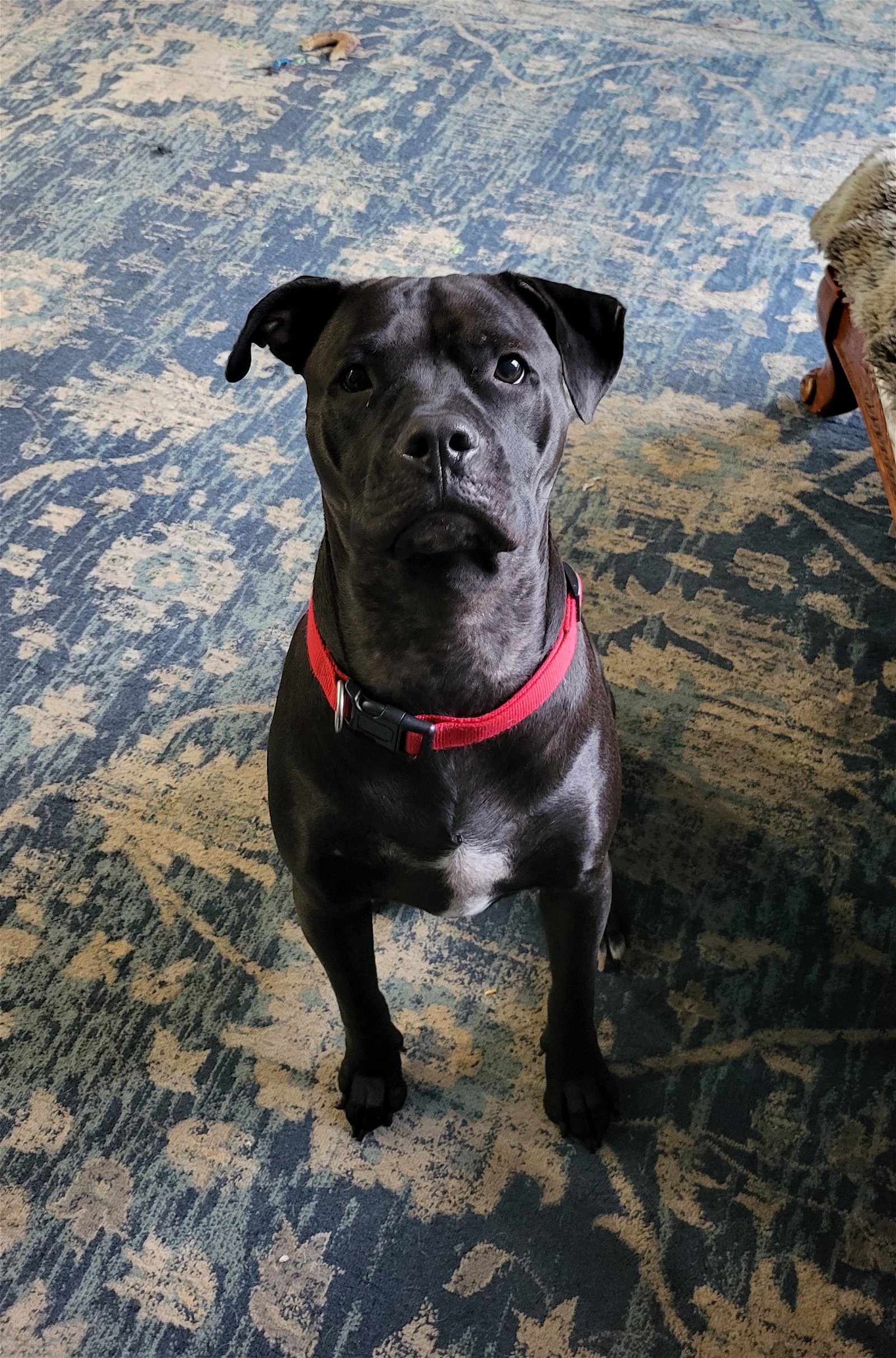 adoptable Dog in Miami, FL named Z COURTESY LISTING: Ajax