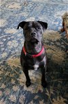 adoptable Dog in  named Z COURTESY POST: Ajax