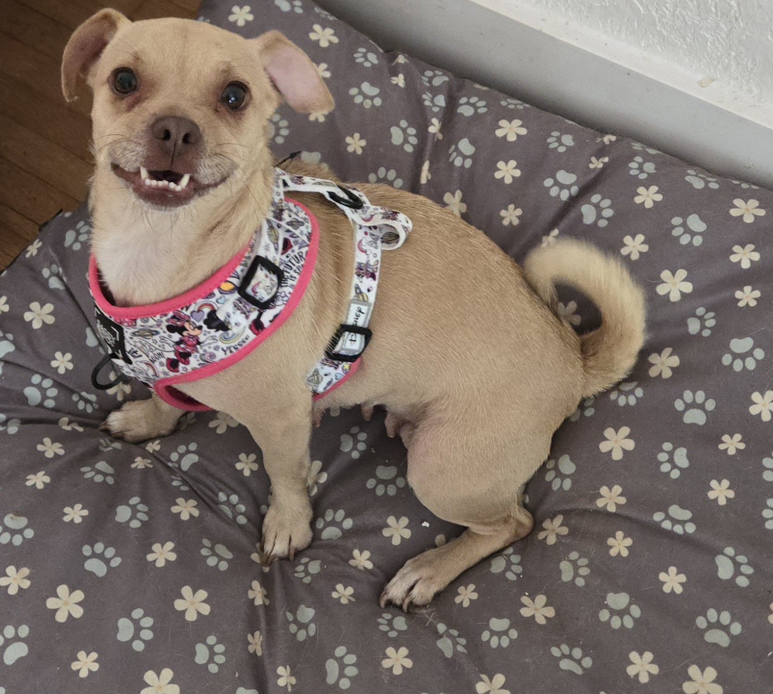 adoptable Dog in Miami, FL named Z COURTESY POST Paris