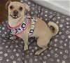 adoptable Dog in miami, FL named Z COURTESY POST Paris
