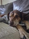 adoptable Dog in miami, FL named Z COURTESY POST CocoMutt