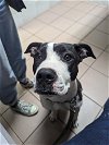 adoptable Dog in miami, FL named Z COURTESY POST Gertie