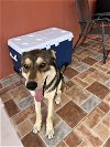 adoptable Dog in miami, FL named Z COURTESY POST Bruno