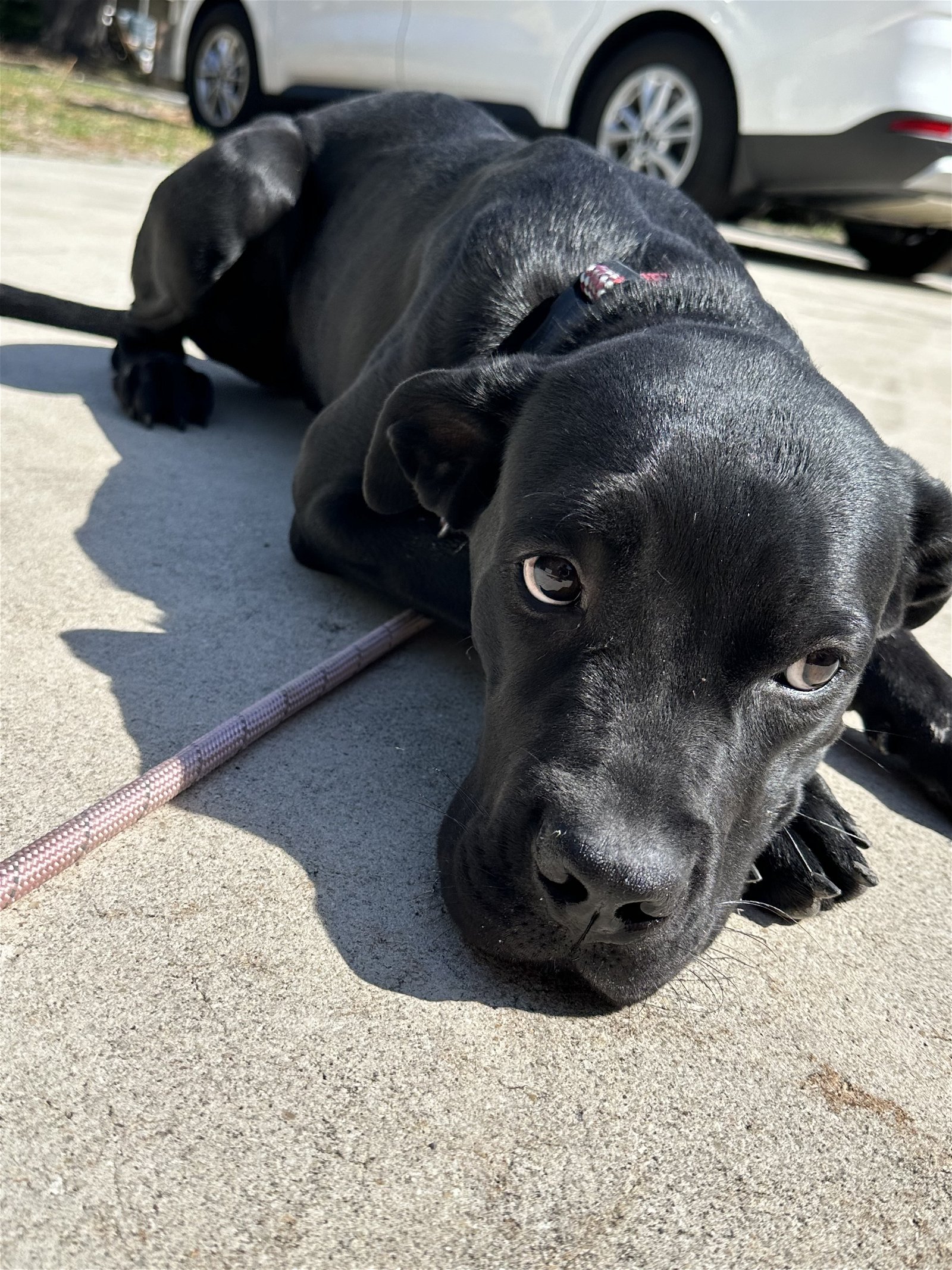 adoptable Dog in Miami, FL named Z COURTESY POST Daisy