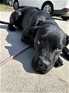 adoptable Dog in miami, FL named Z COURTESY LISTING: Daisy