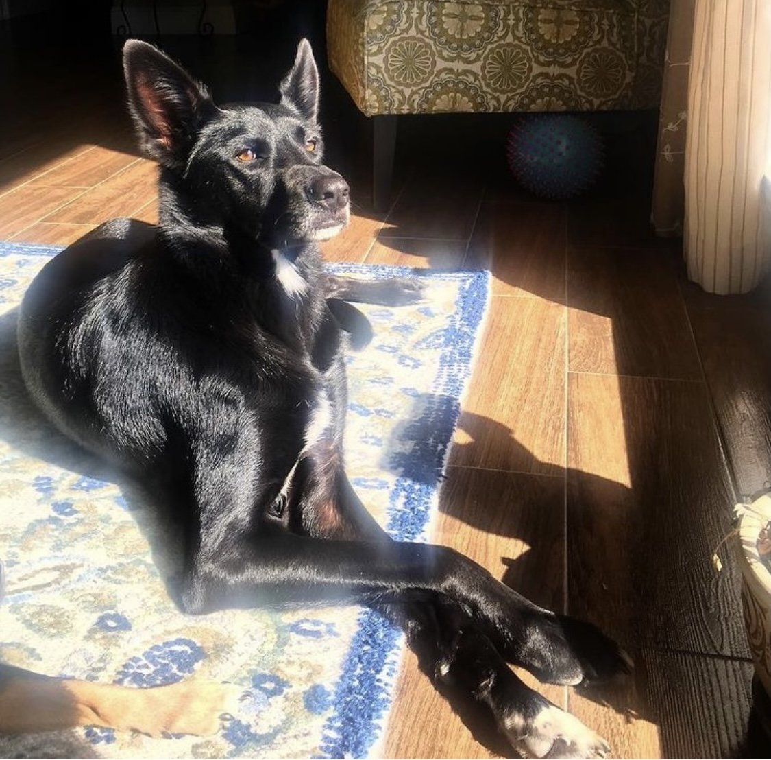adoptable Dog in Miami, FL named Z COURTESY POST Luna
