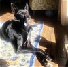 adoptable Dog in miami, FL named Z COURTESY POST Luna