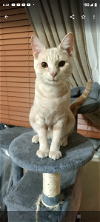 adoptable Cat in miami, FL named Z COURTESY POST Olaf