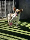 adoptable Dog in miami, FL named Z - Charlie