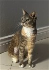 adoptable Cat in miami, FL named Z - Miley