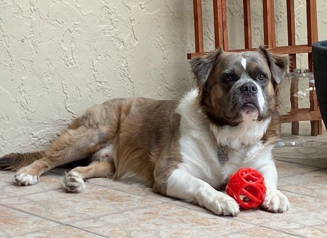 adoptable Dog in Miami, FL named Z COURTESY POST Brutus