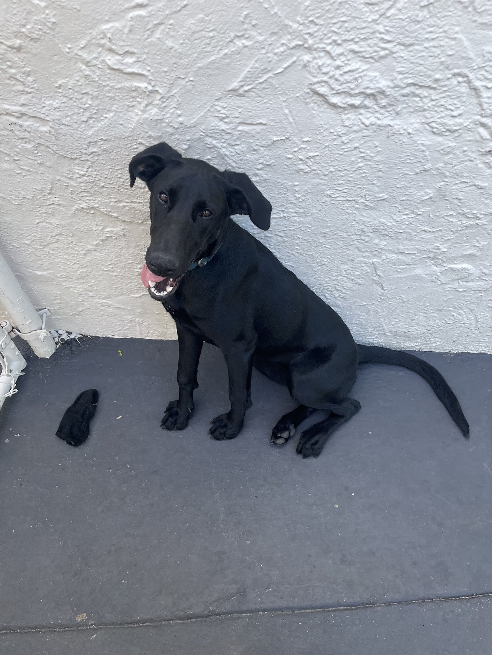 adoptable Dog in Miami, FL named Z COURTESY POST Negra