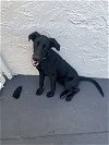 adoptable Dog in miami, FL named Z COURTESY POST Negra