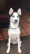 adoptable Dog in  named Z COURTESY POST Honcho