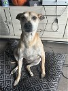adoptable Dog in  named Z COURTESY POST Rocko