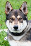 adoptable Dog in miami, FL named Bruno
