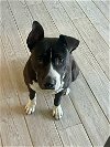 adoptable Dog in miami, FL named Z COURTESY POST Hope