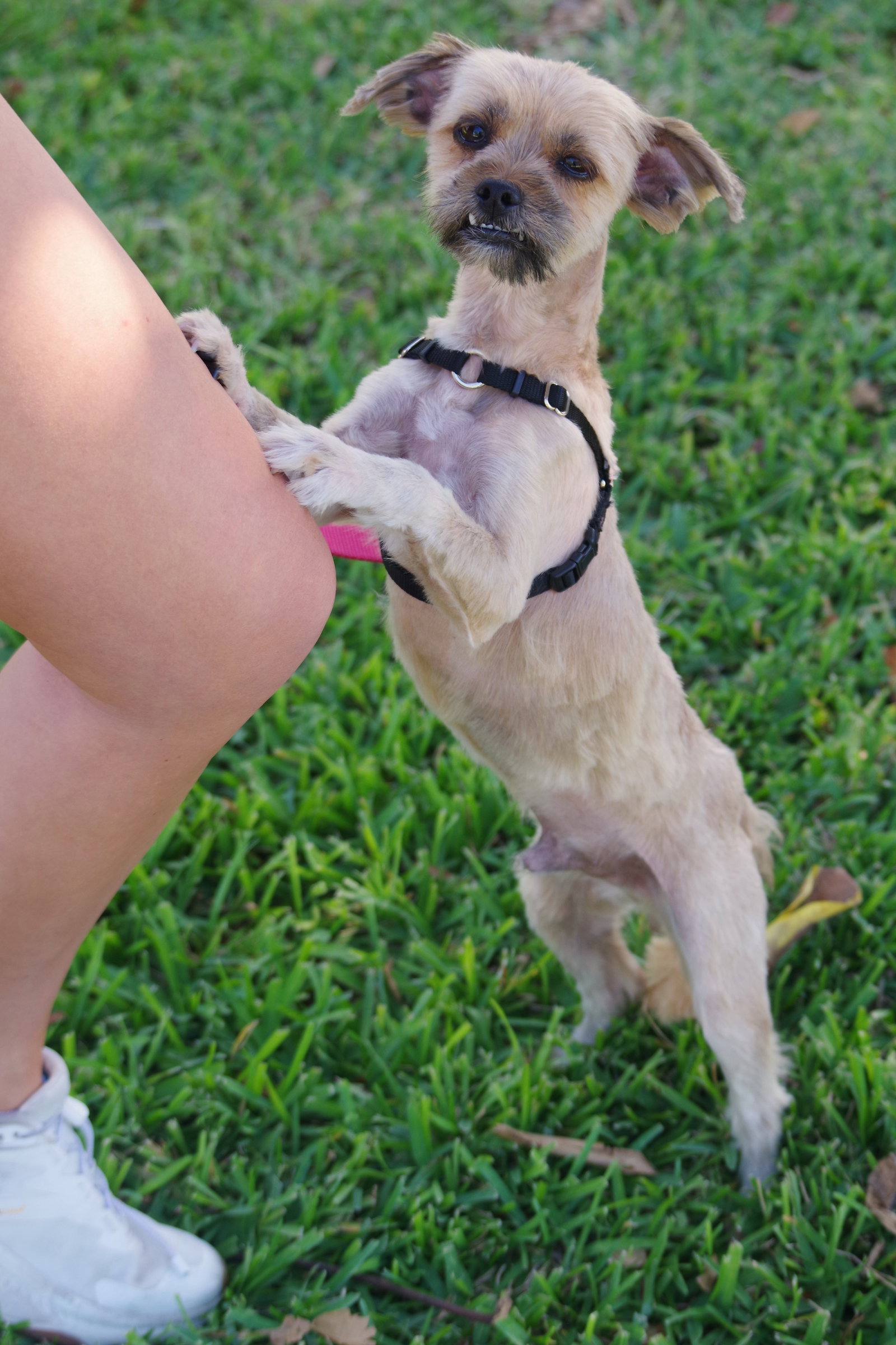 Dog for Adoption Lucky, a Yorkshire Terrier Yorkie in Tavernier, FL