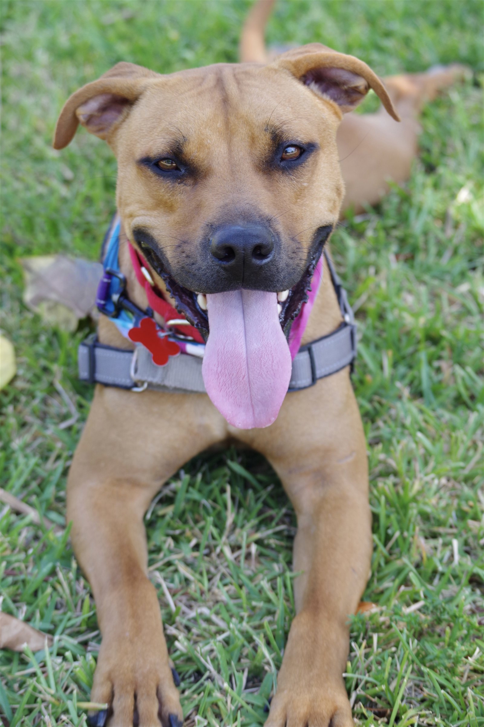 adoptable Dog in Miami, FL named Leni