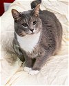 adoptable Cat in miami, FL named Saffa