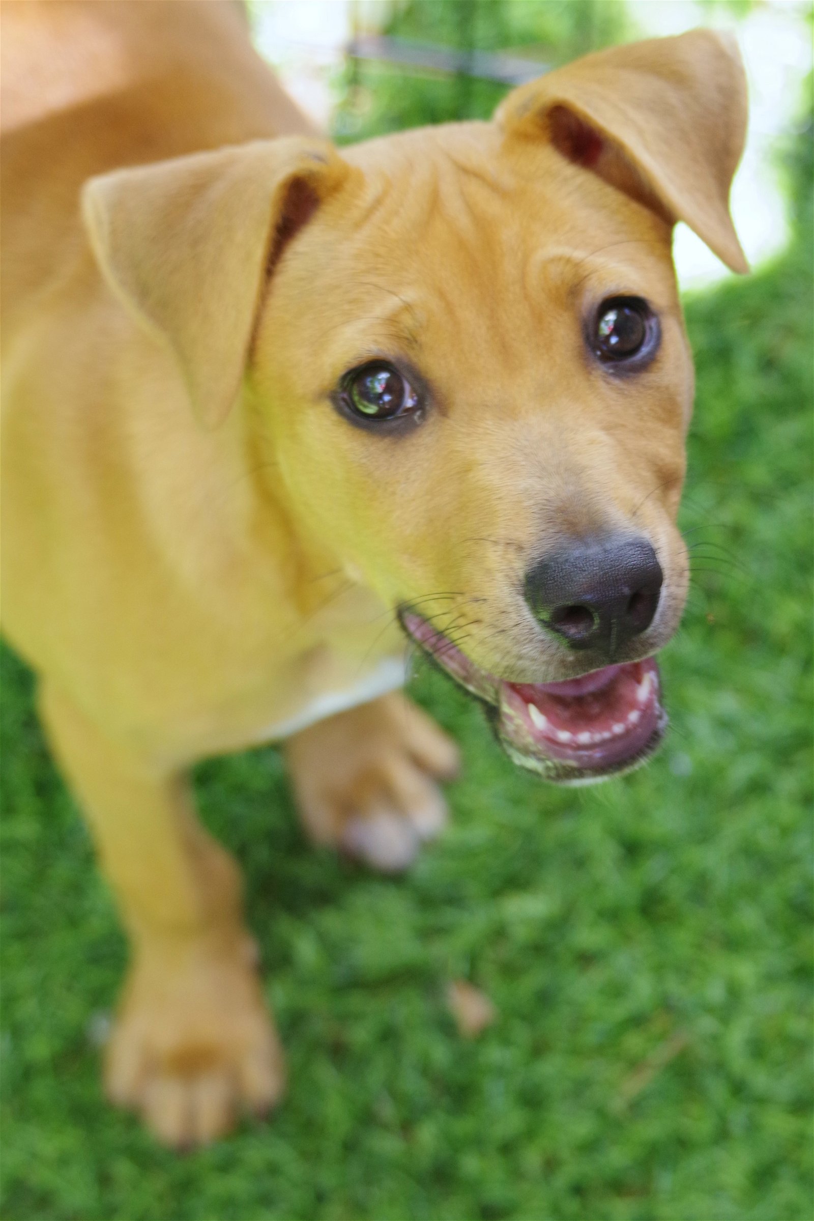 adoptable Dog in Miami, FL named Baby Alice