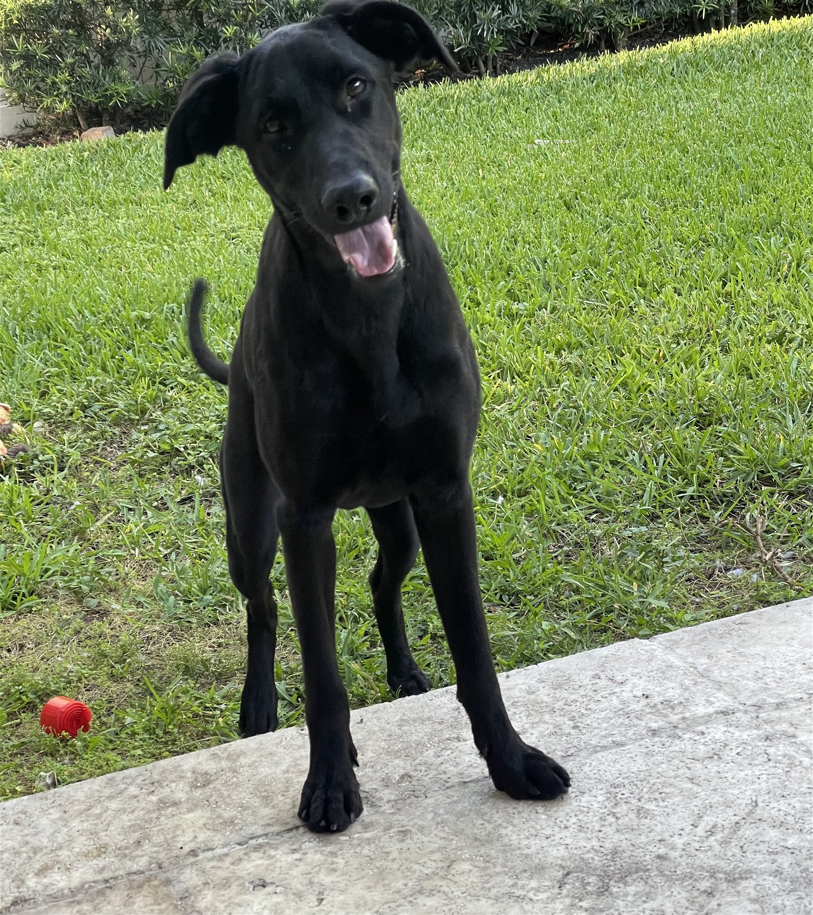 adoptable Dog in Miami, FL named Z COURTESY LISTING: Charlie