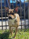 adoptable Dog in miami, FL named Z - Cinammon