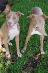 adoptable Dog in miami, FL named Scout and Willow - BONDED PAIR