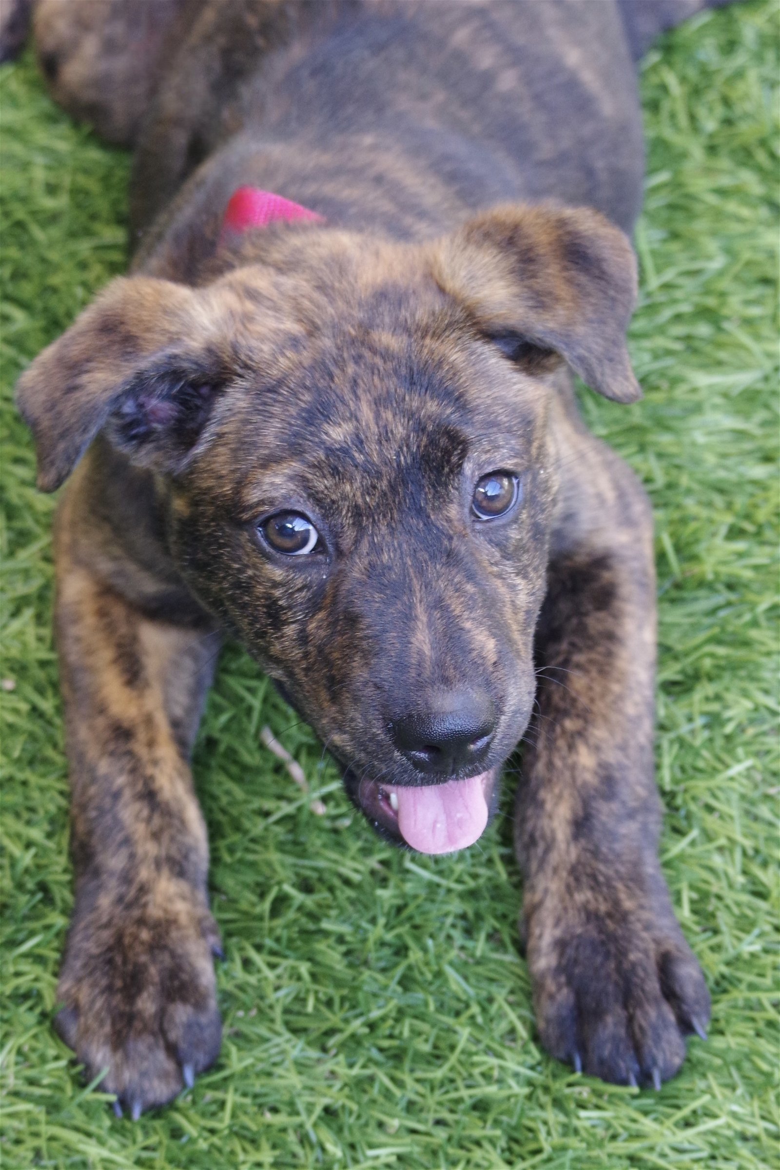 adoptable Dog in Miami, FL named Baby Nova