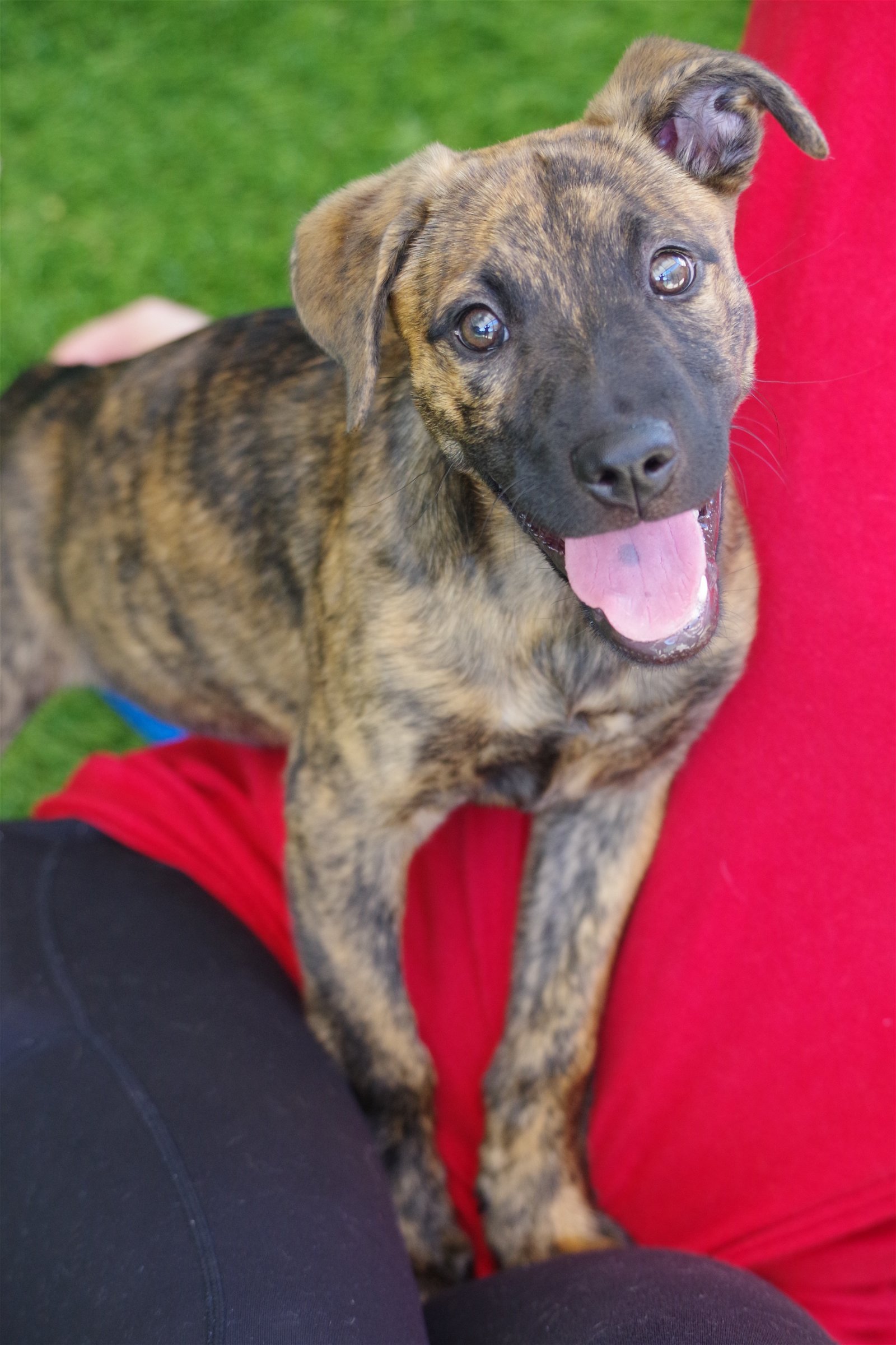adoptable Dog in Miami, FL named Baby Nebula