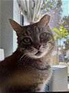 adoptable Cat in miami, FL named Z COURTESY LISTING: Chunky