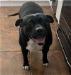 adoptable Dog in miami, FL named Z COURTESY LISTING: Dora
