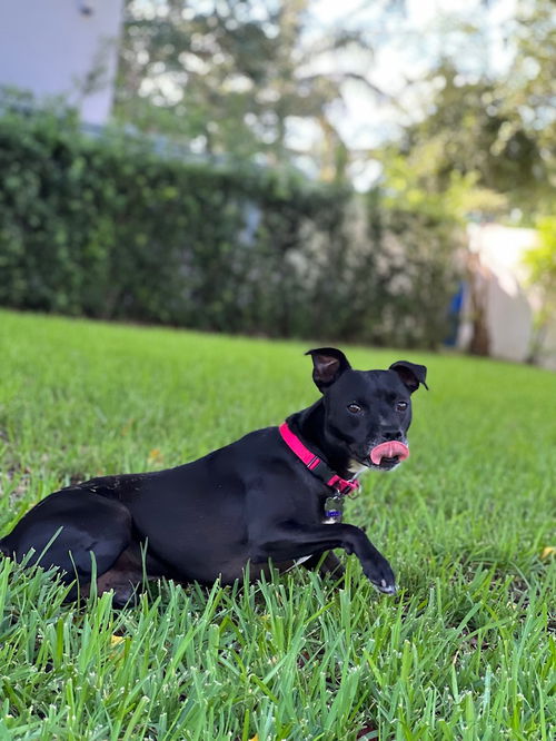 picture of the dog needing adoption