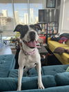 adoptable Dog in Miami, FL named COURTESY POST: Gertie