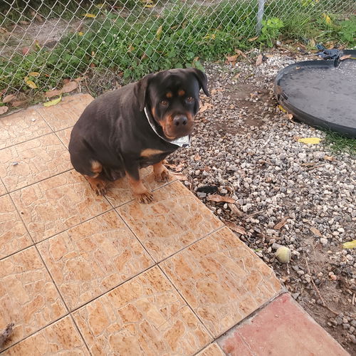 picture of the dog needing adoption
