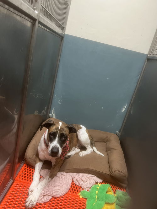 picture of the dog needing adoption