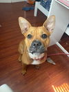 adoptable Dog in  named Z COURTESY LISTING: Bailey