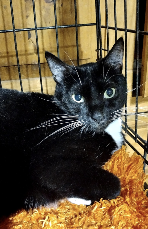 picture of the cat needing adoption