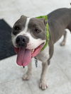 adoptable Dog in  named Z COURTESY LISTING: Diesel