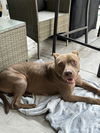 adoptable Dog in Miami, FL named COURTESY POST: Lucrecia