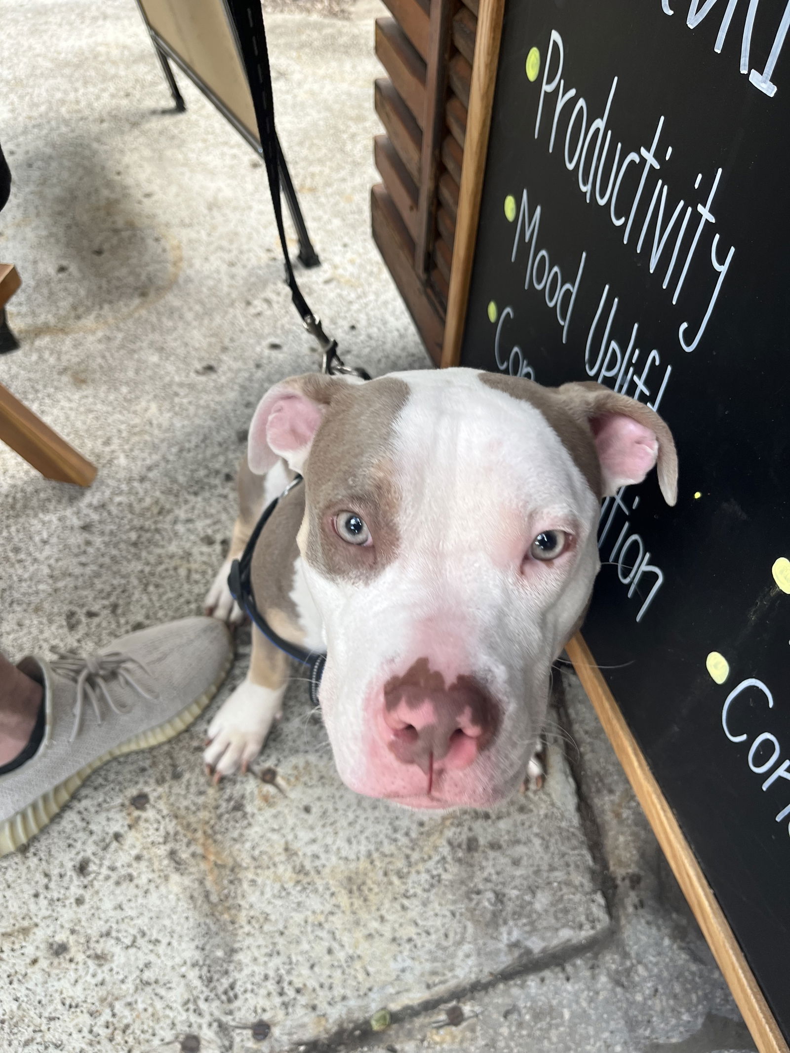 adoptable Dog in Miami, FL named COURTESY POST: Chanel